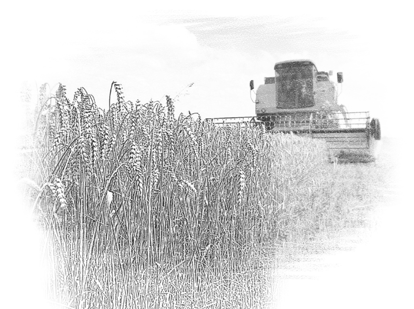 Agricultural Cooperatives and Grain Export Issues